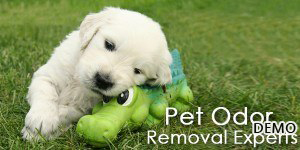 image-6_Pet-Stain-Removal1